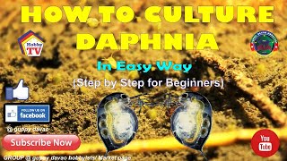 HOW TO CULTURE DAPHNIA In Easy Way [upl. by Guod390]