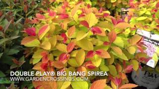 Double Play® Big Bang SPIREA [upl. by Resaec576]