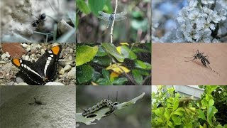 Insects for kids pronunciation in English with videos [upl. by Clarisa]